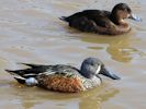 Australian Shoveler (WWT Slimbridge April 2013) - pic by Nigel Key